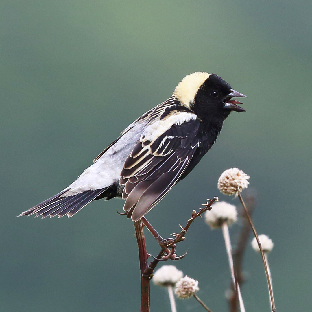 Here Are Three of the Ohio Birds at Risk from Climate Change Audubon
