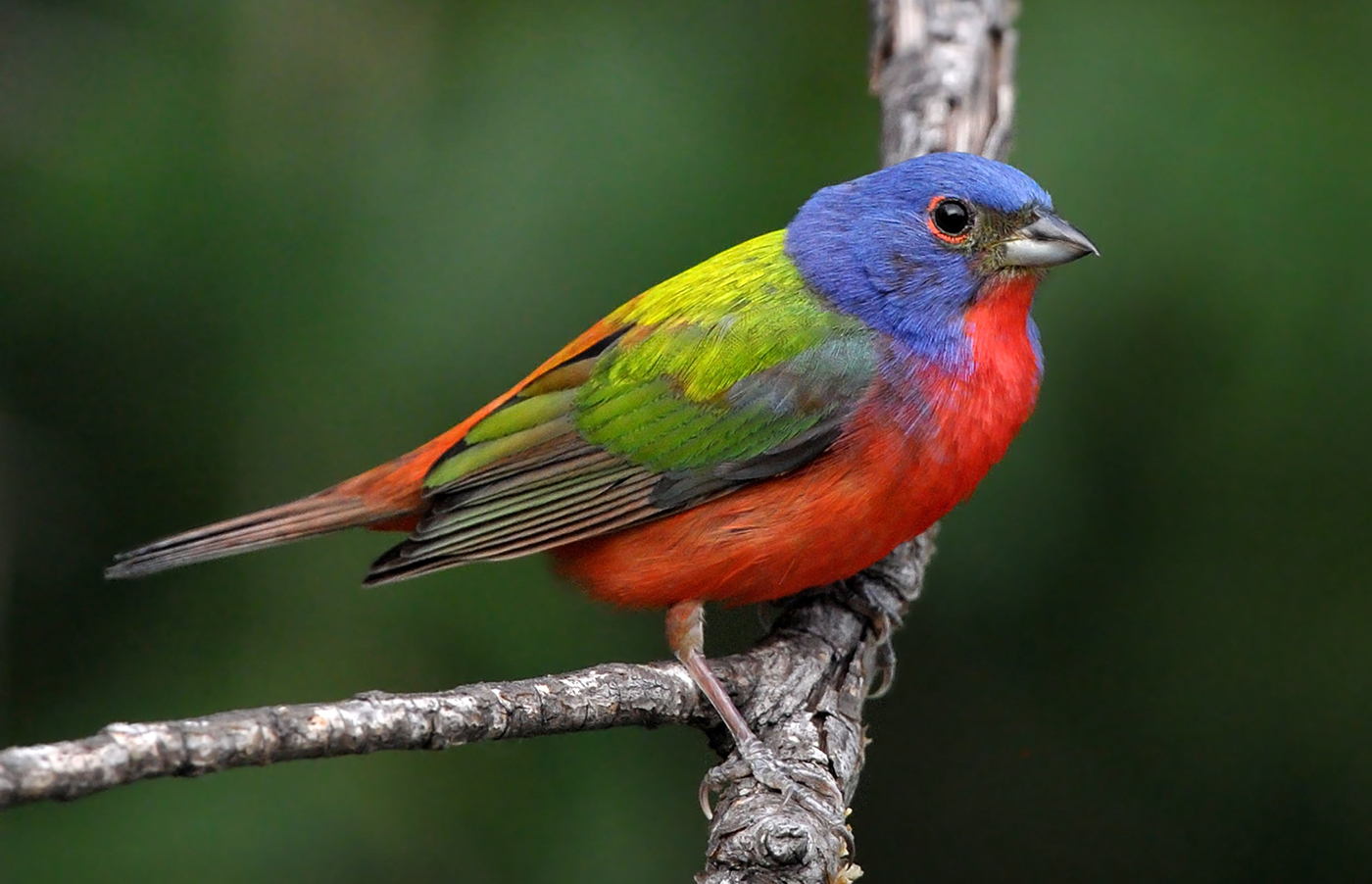 Check the tops of trees for a splash of color from a Painted Bunting. David Morgan/Audubon Photography Awards