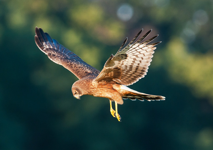 Northern Harrier. Ray Whitt/Audubon Photography Awards