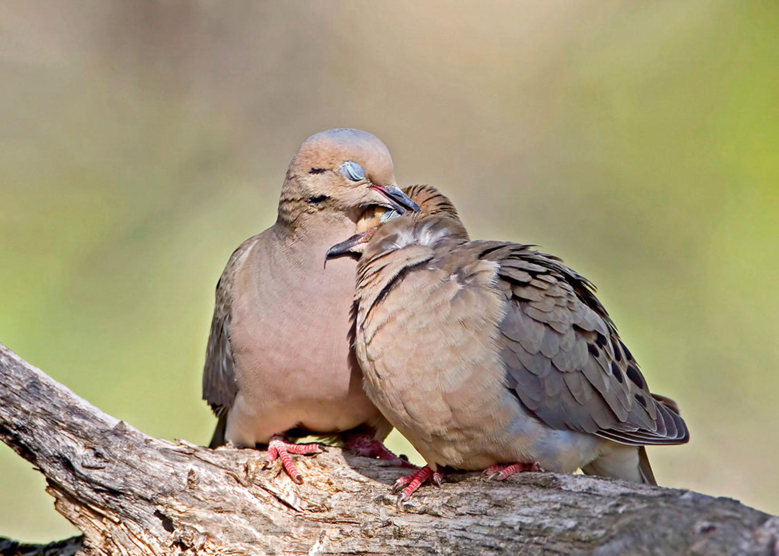 Mourning Dove Mourning Dove