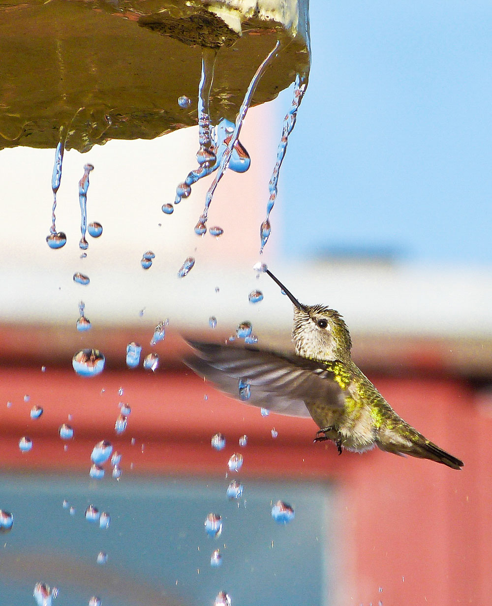 How to Get Hummingbirds to Come to Your City Audubon