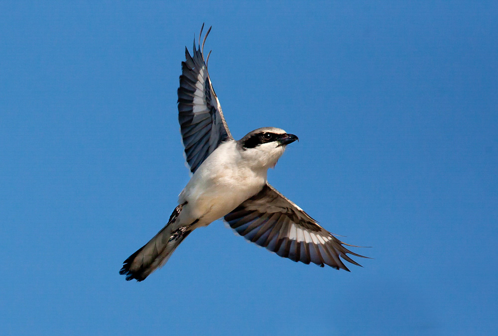 Loggerhead Shrike. Richard Rigterink/Audubon Photography Awards