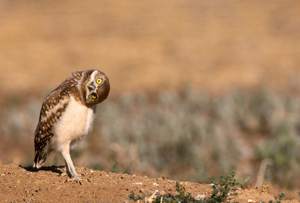 Burrowing Owl. Andy Long/Audubon Photography Awards