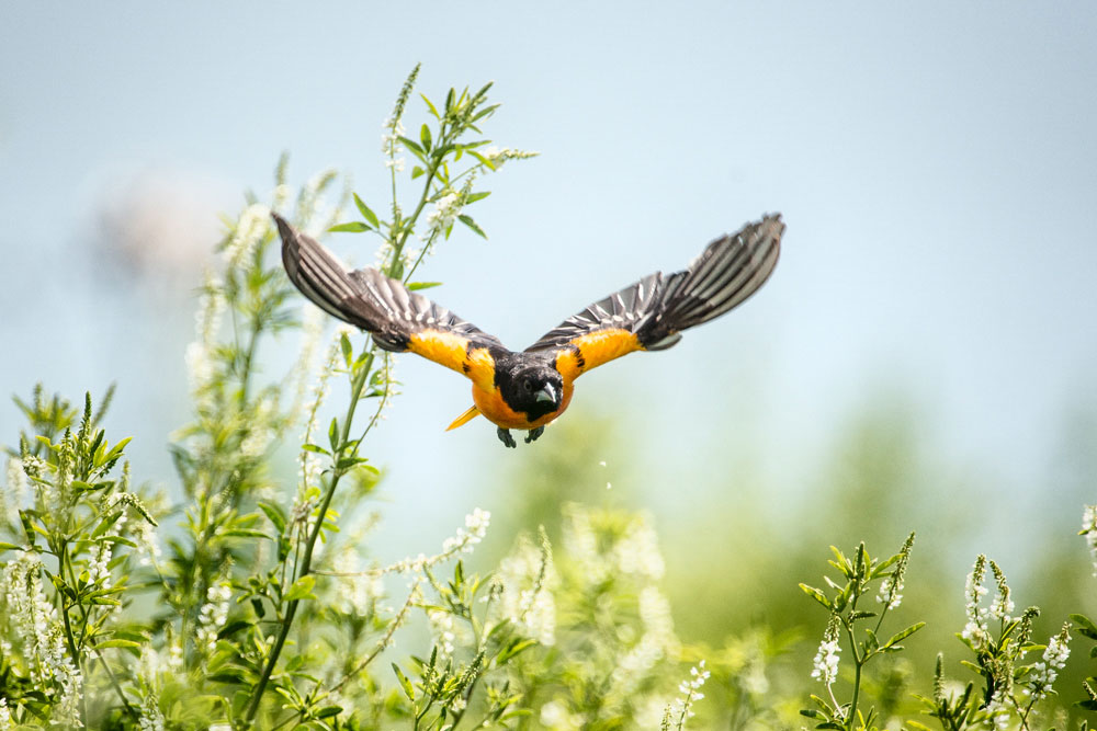 eBird data show that the Baltimore Oriole takes a counter-clockwise route as it migrates between Central America and the eastern half of the U.S. Randy Barba/Audubon Photography Awards