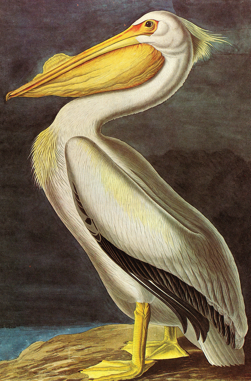 Illustration: John James Audubon
