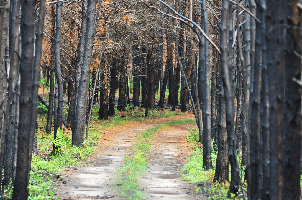 A photo taken in June 2015 shows how the spring forest fire left the Beltrami Island State Forest. Beth Siverhus