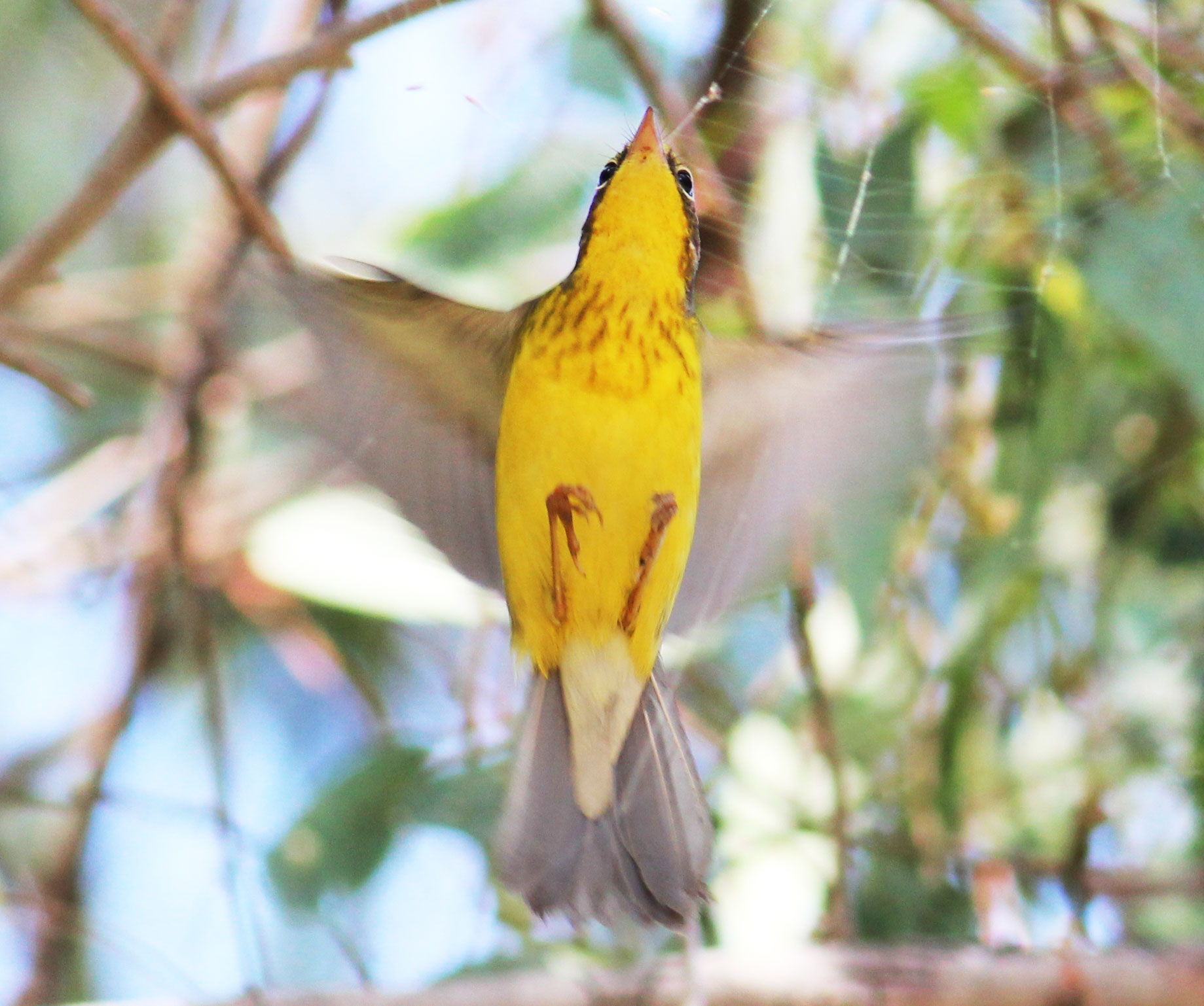 The Canada Warbler breeds in grounds that would have been devastated by the construction of the pipeline. Tom Benson/Flickr Creative Commons