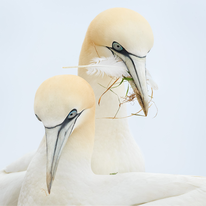 Northern Gannets. Christine Hansen/Audubon Photography Awards