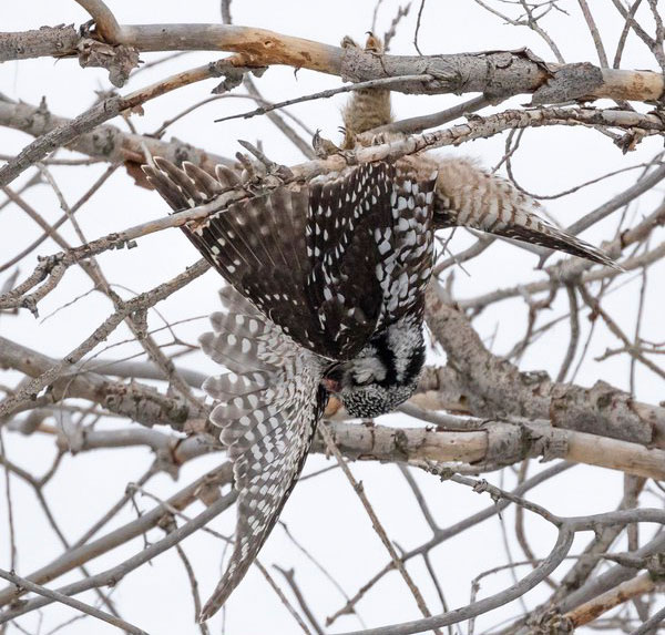 Tribal officials are still waiting on autopsy results for the dead owl. Christy Nielsen