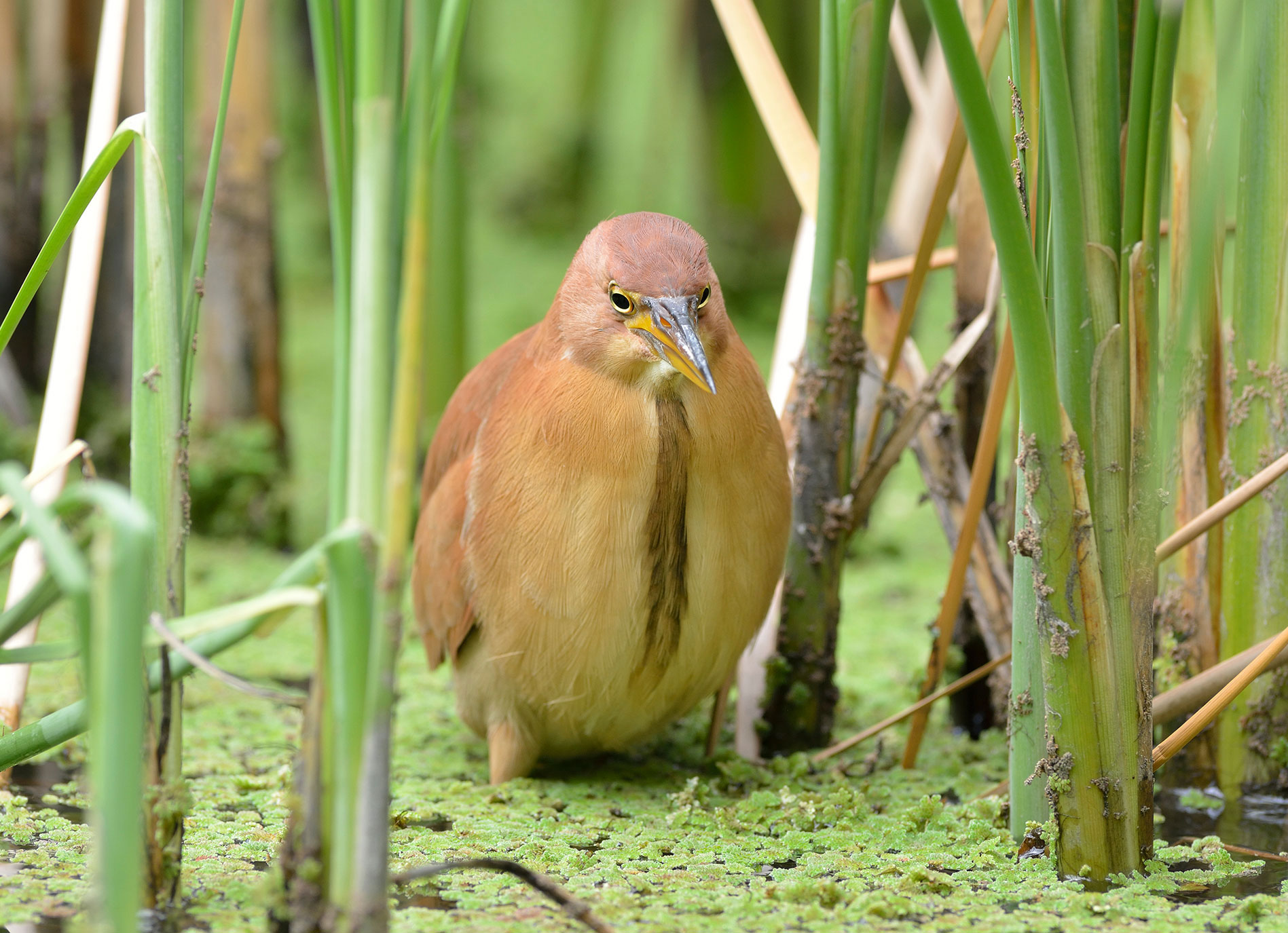 Cinnamon Bittern. Alder Chang