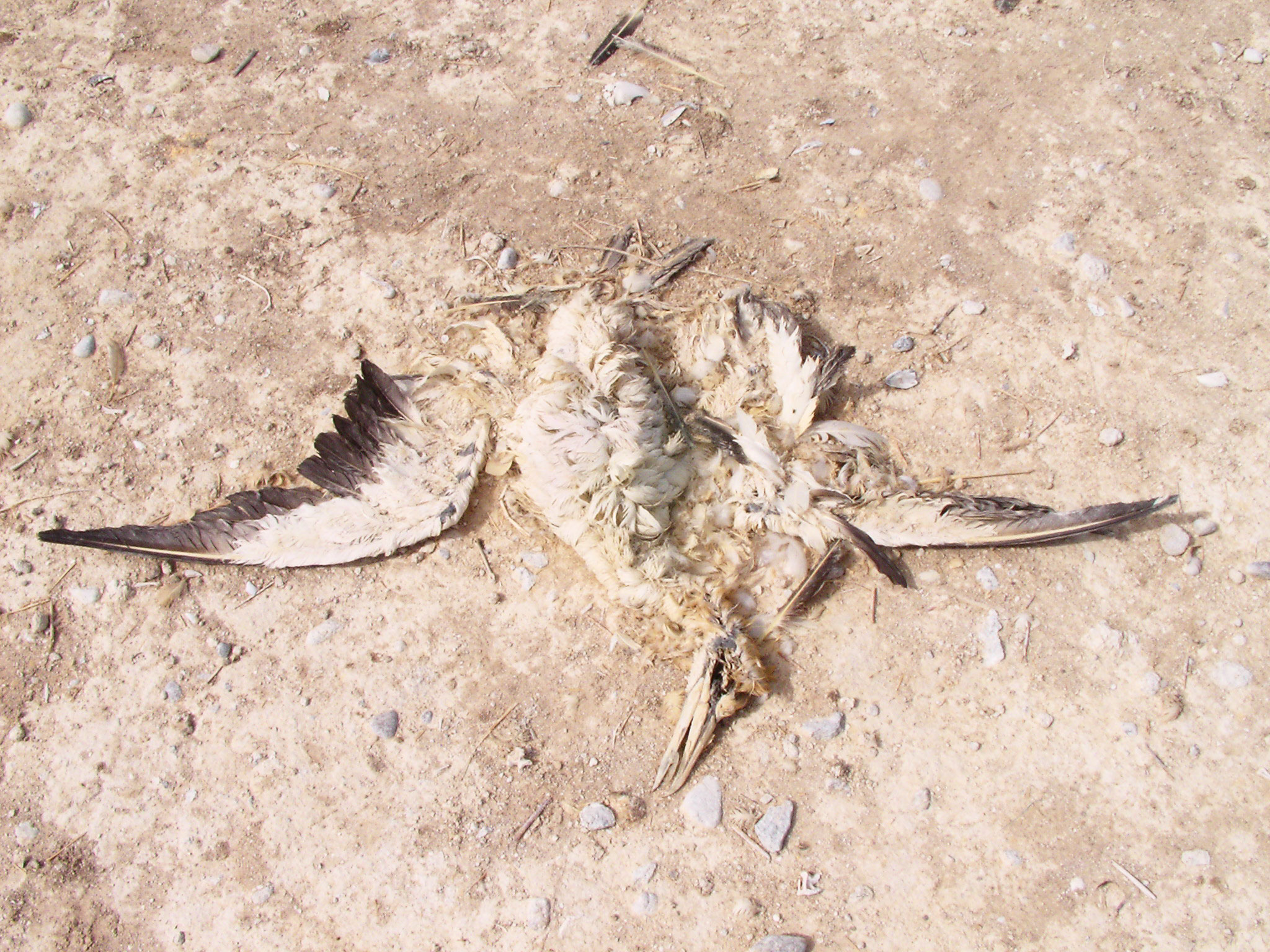 A dead Cape Gannet, likely a victim of overfishing. David Grémillet