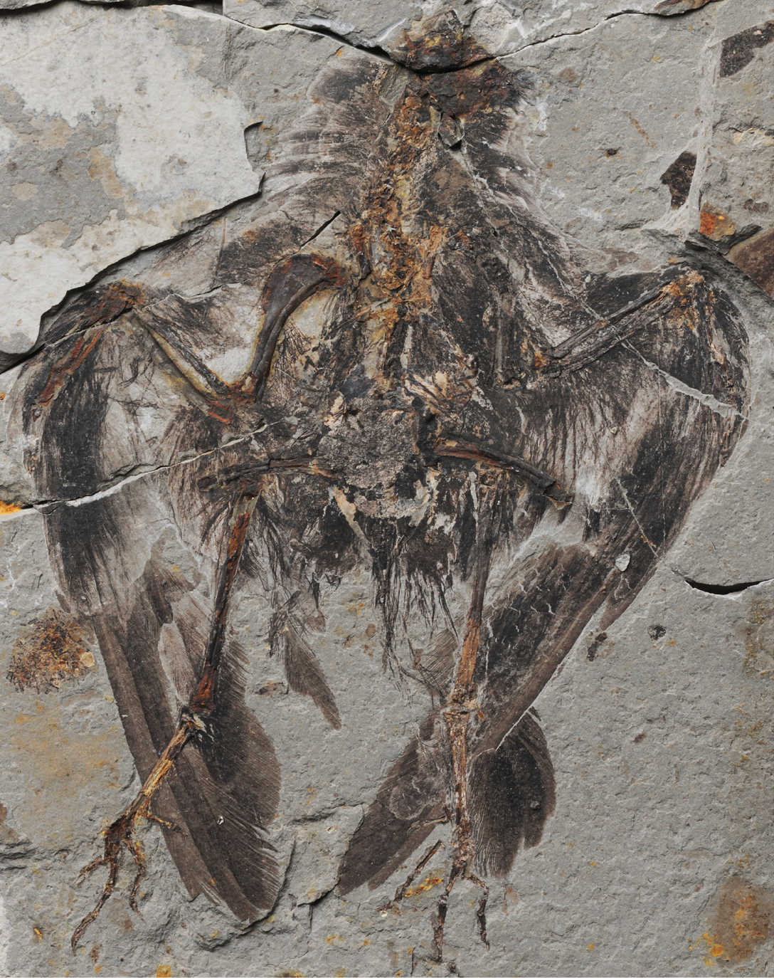 Ancient Chinese Fossil Linked to Modern Birds Audubon
