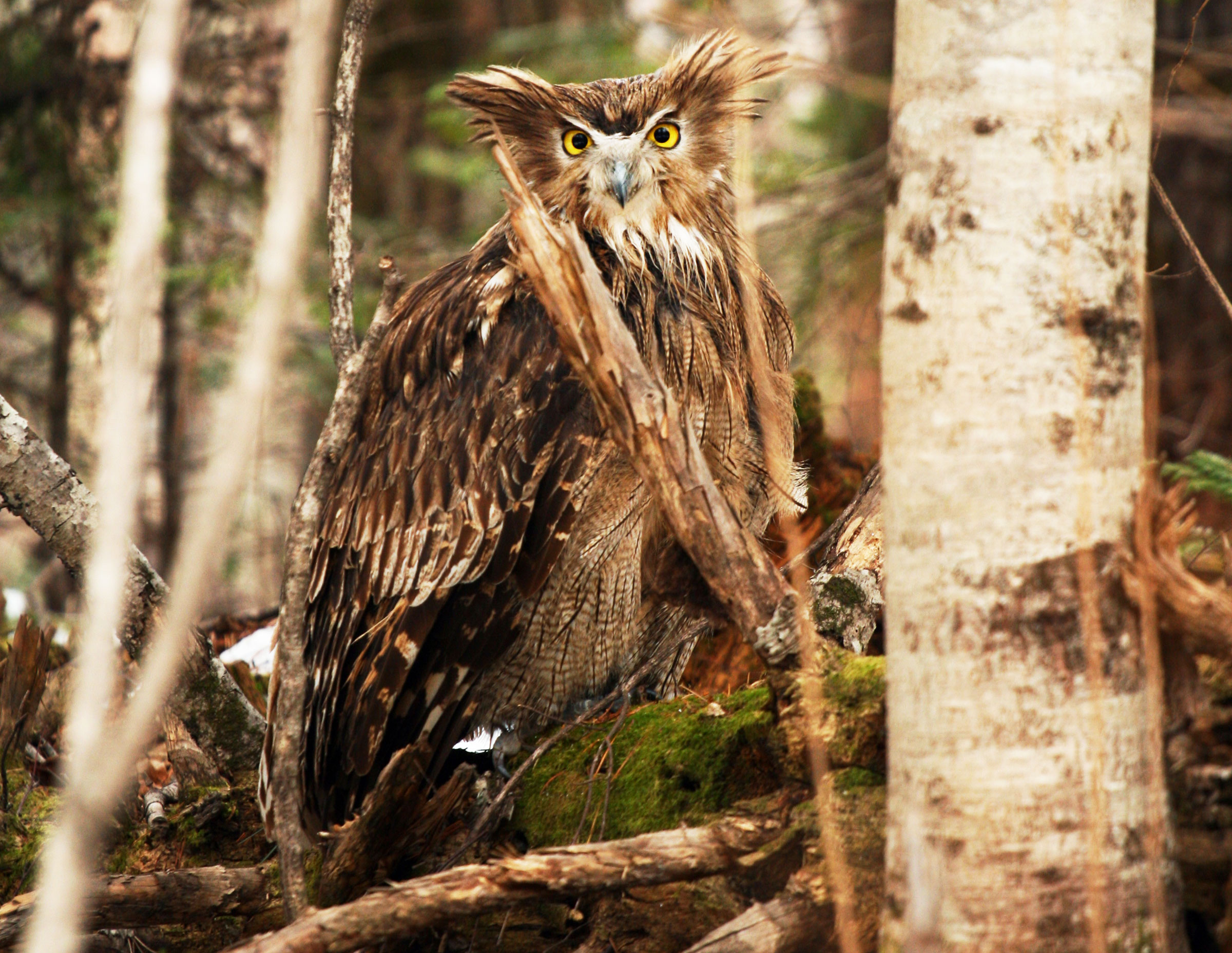 An adult female Blakiston’s Fish Owl. Jonathan Slaght/WCS Russia