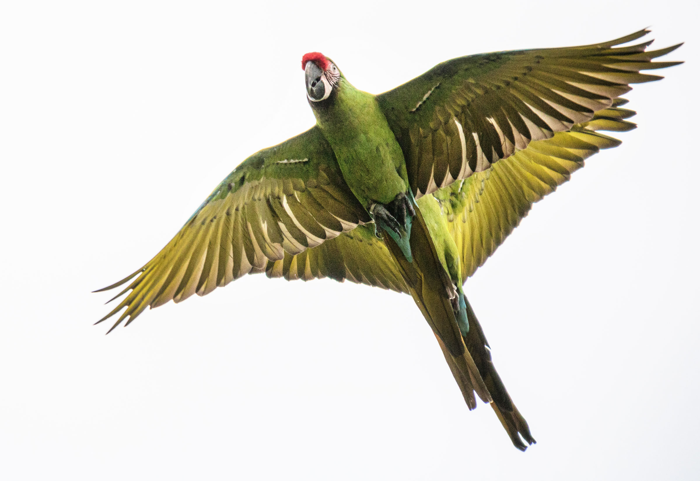 Great Green Macaw. Susanne Nilsson/Flickr Creative Commons