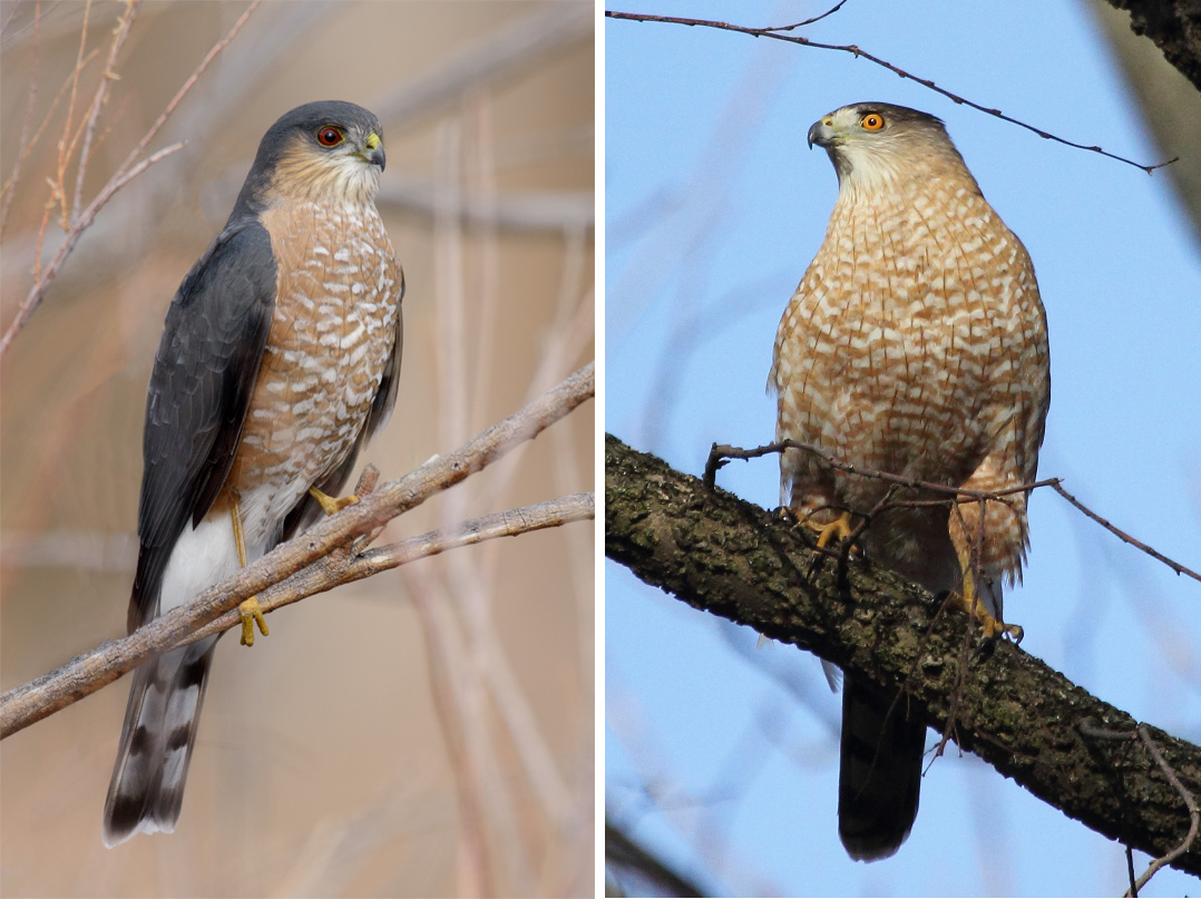 A Beginner’s Guide to IDing Cooper’s and SharpShinned Hawks Audubon