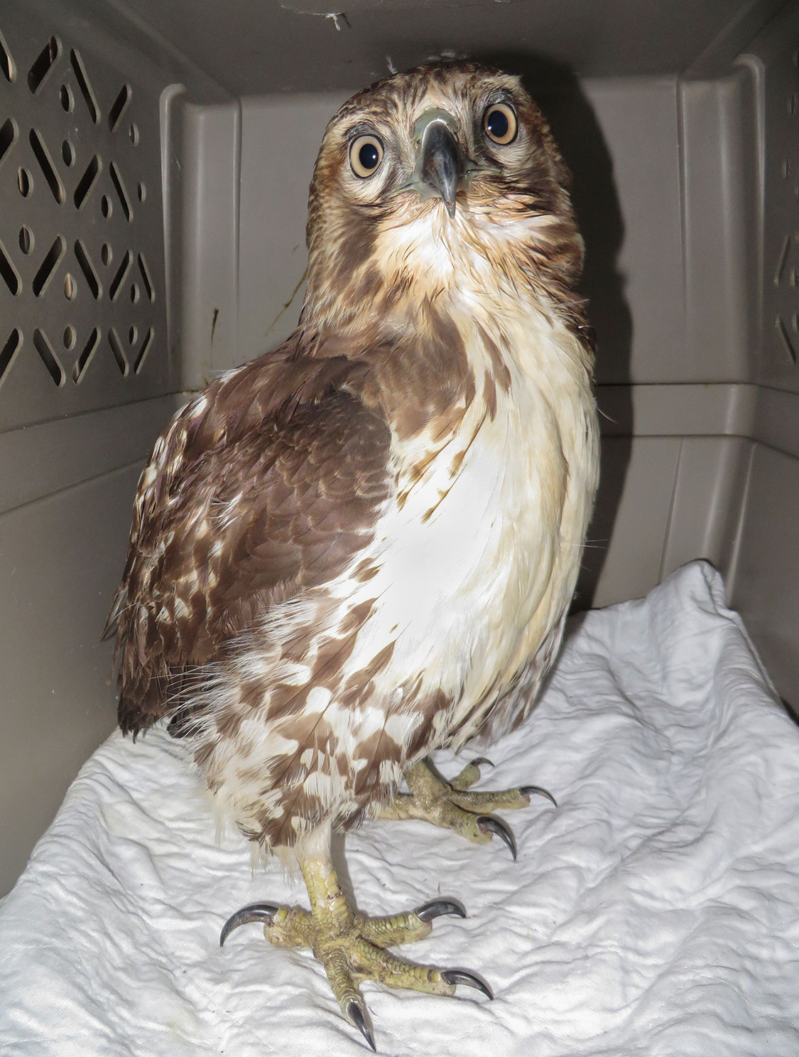 The rescued Red-tailed Hawk. Bobby Horvath