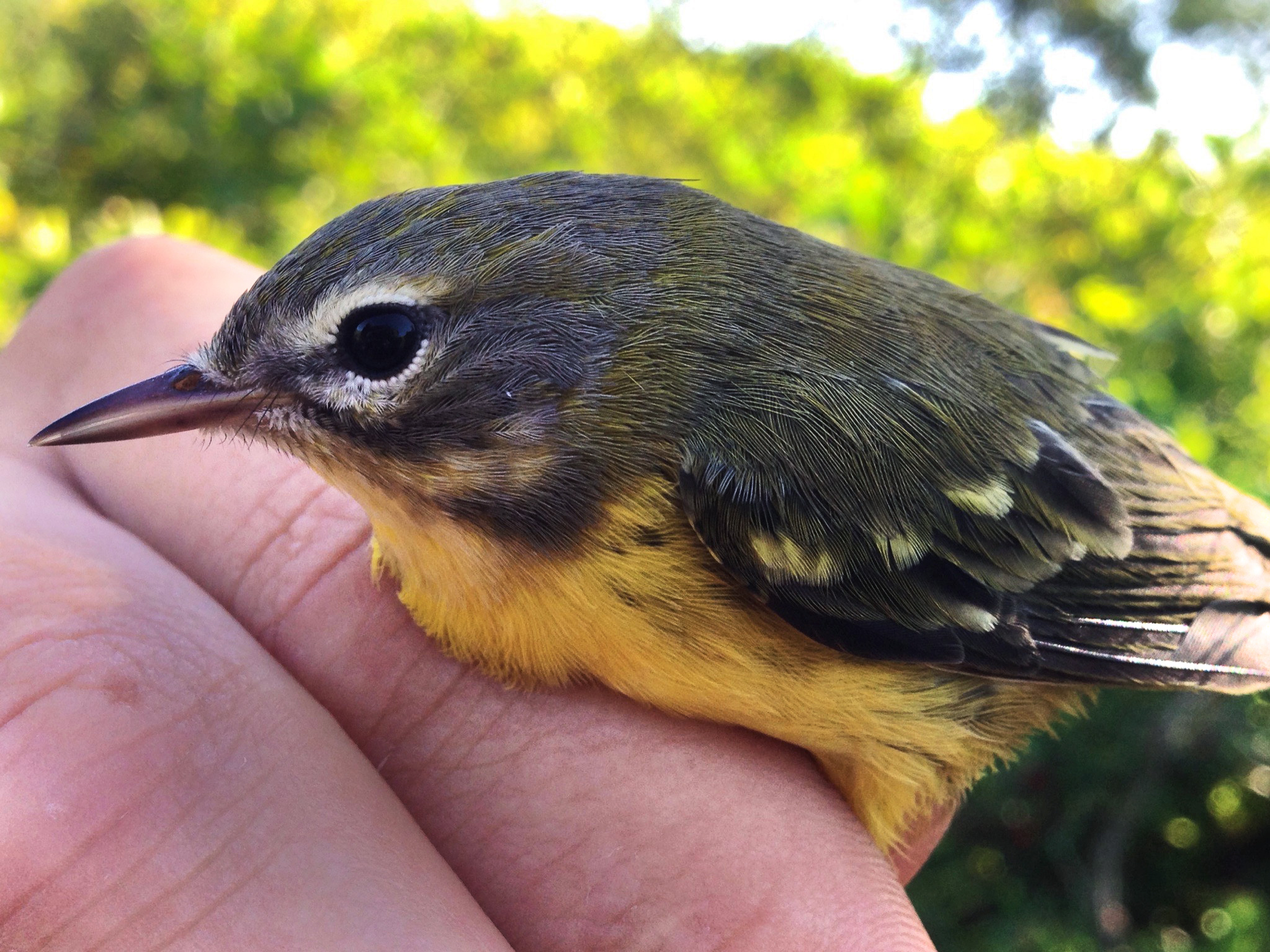 Prairie Warbler, shot on an iPhone 5. Joseph Samela