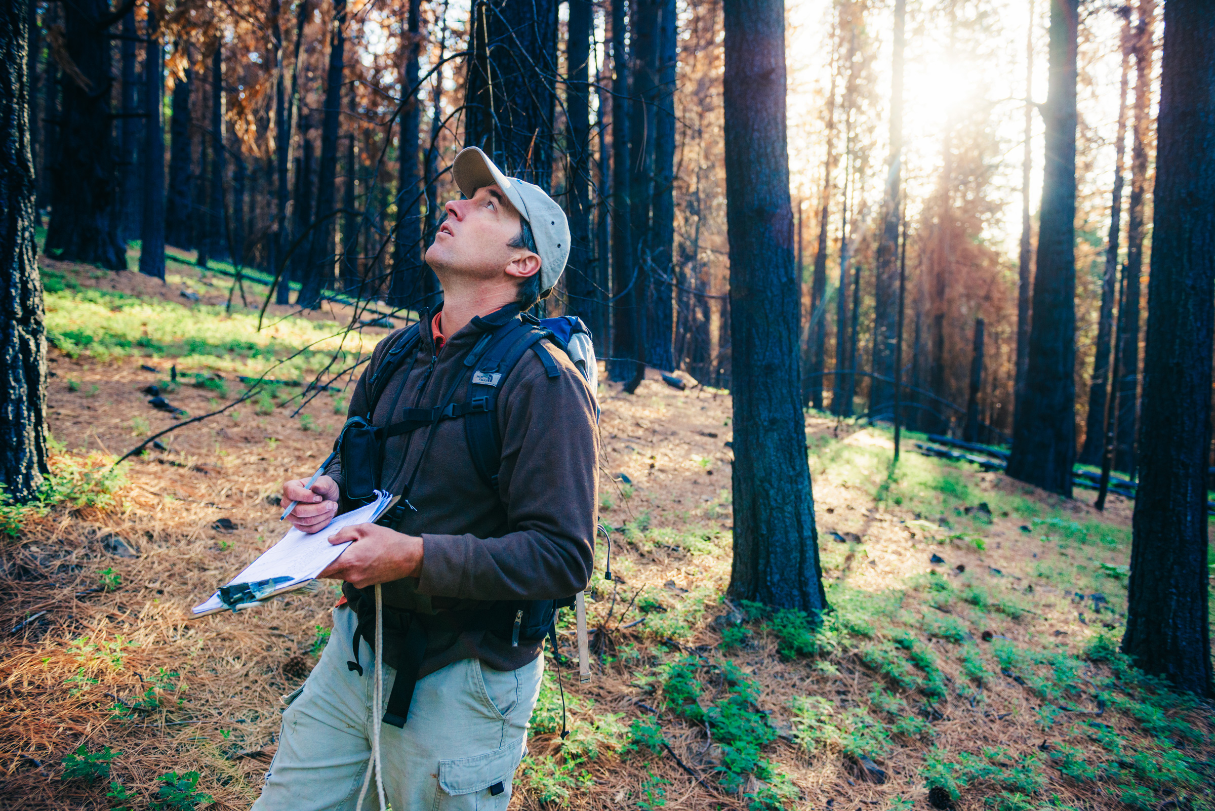 Using this auditory repertoire of several hundred calls, Ryan Burnett monitors birds in five-minute point counts to assess the long-term health of habitat. The Black-backed Woodpecker's call is a sharp, distinct check. Ken Etzel