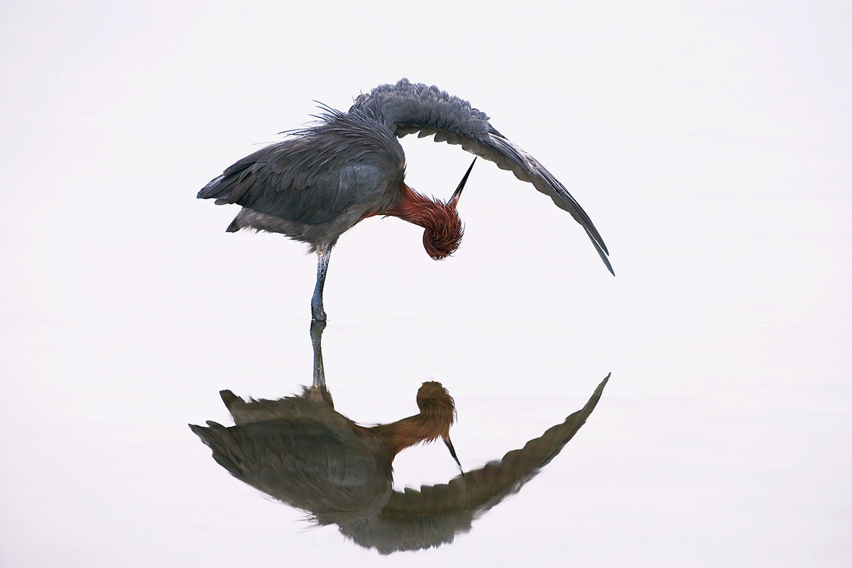 Reddish Egret. Marie Read/Audubon Photography Awards