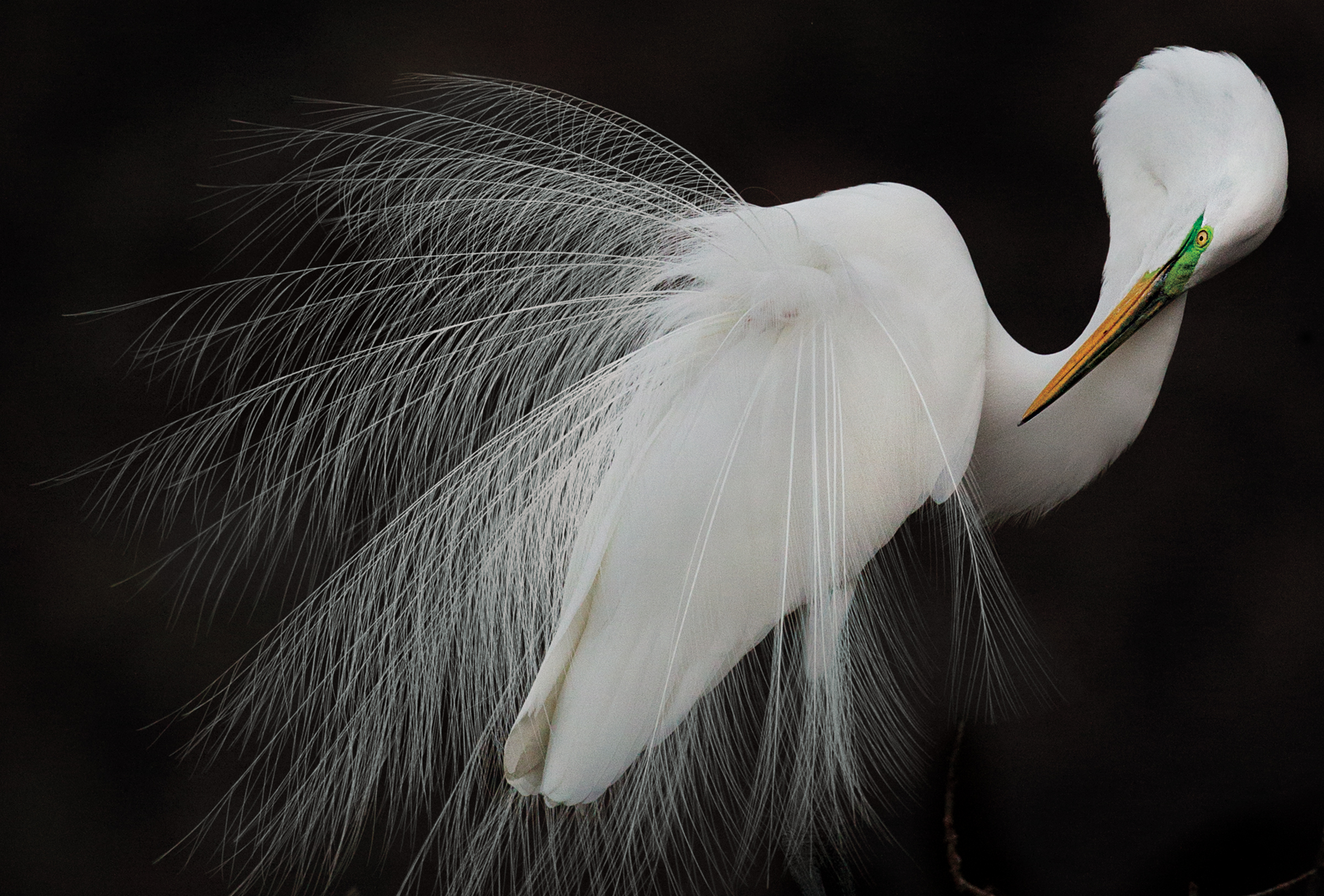Great Egret. Melissa Groo/Audubon Photography Awards