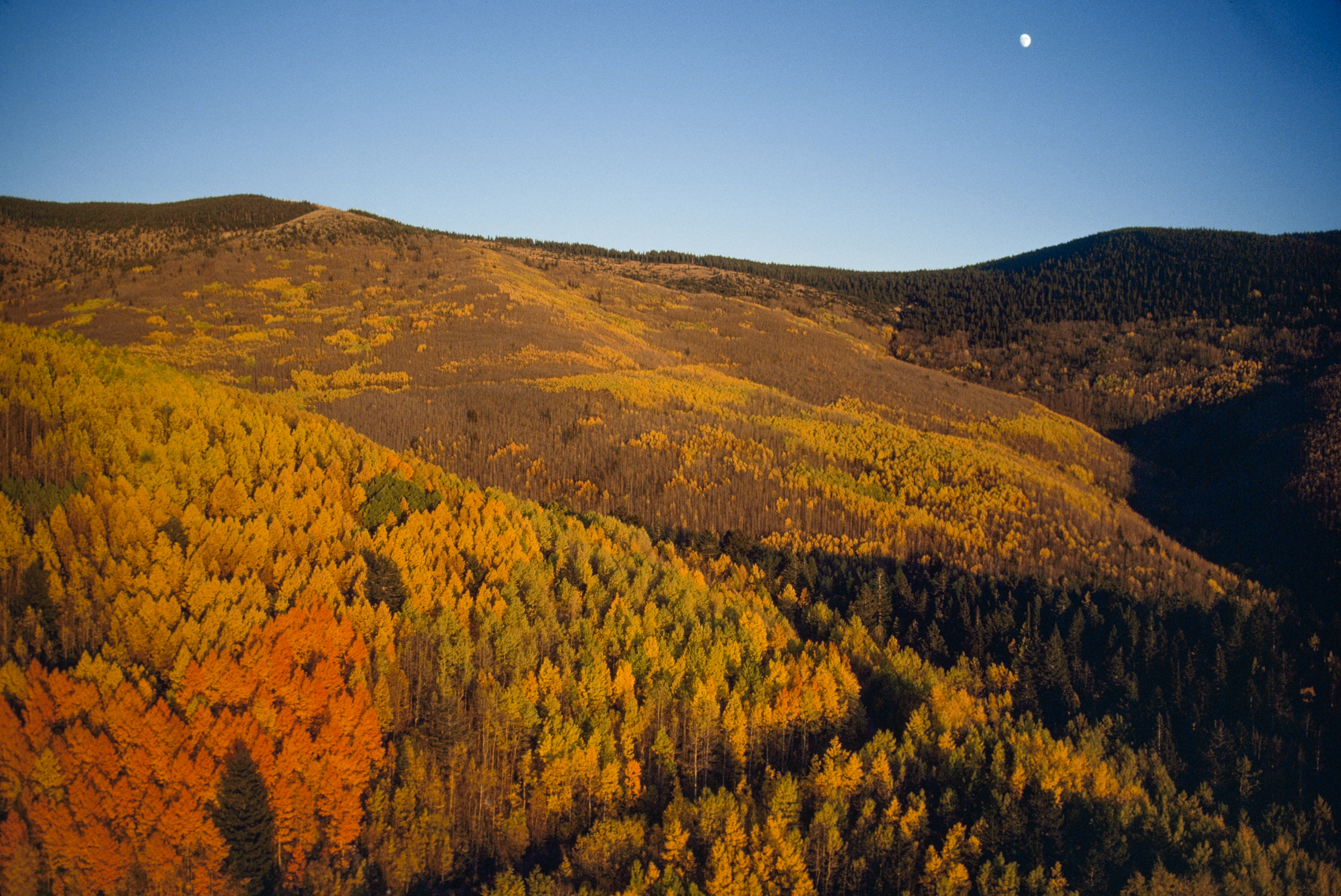 In fall, the Santa Fe National Forest is a mixture of gold and green, thanks to its aspen and evergreen trees. Gordon Gahan/National Geographic Creative