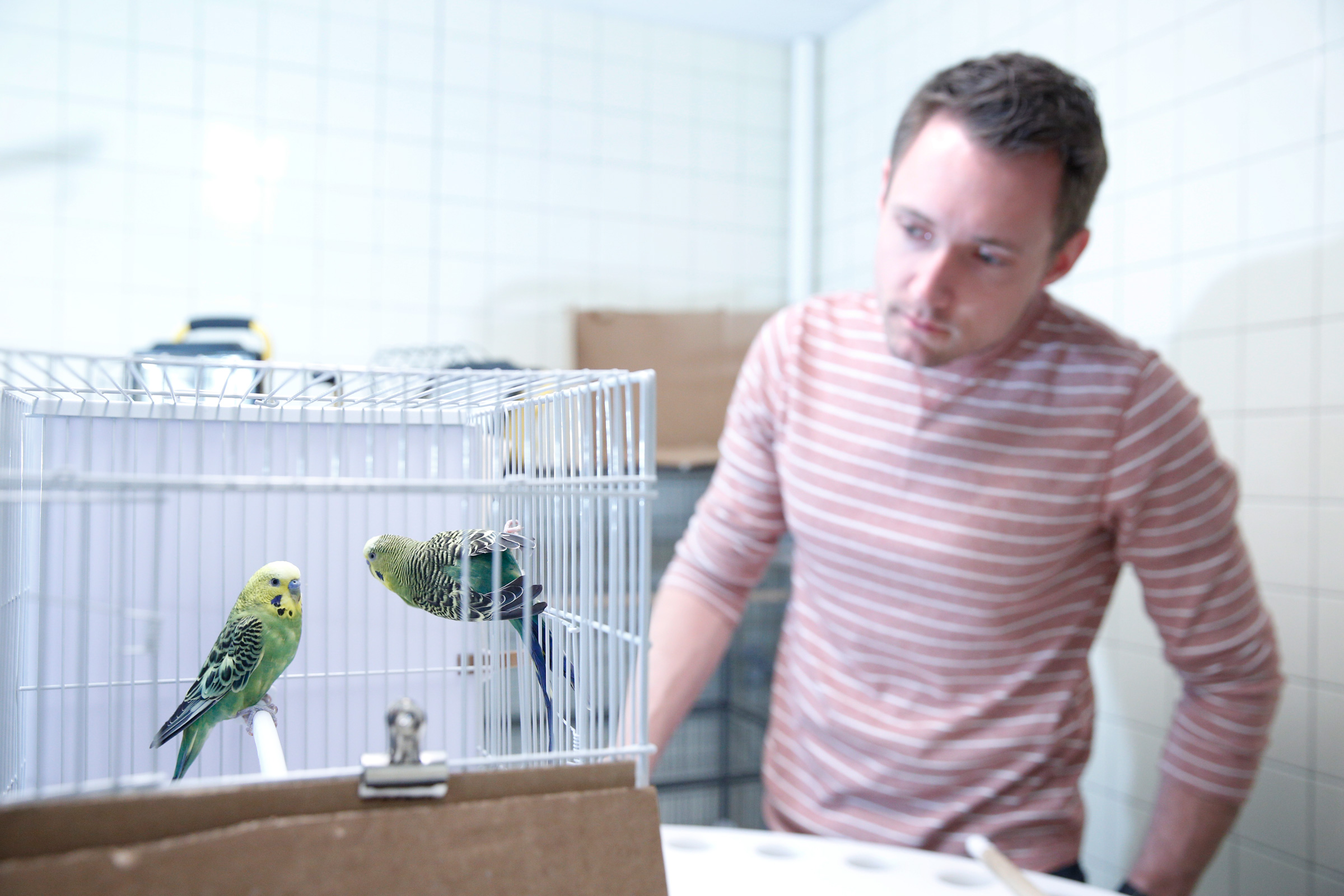Study author Andrew C. Gallup works with parakeets in a yawning experiment. Michael Forster Rothbart/SUNY Oneonta