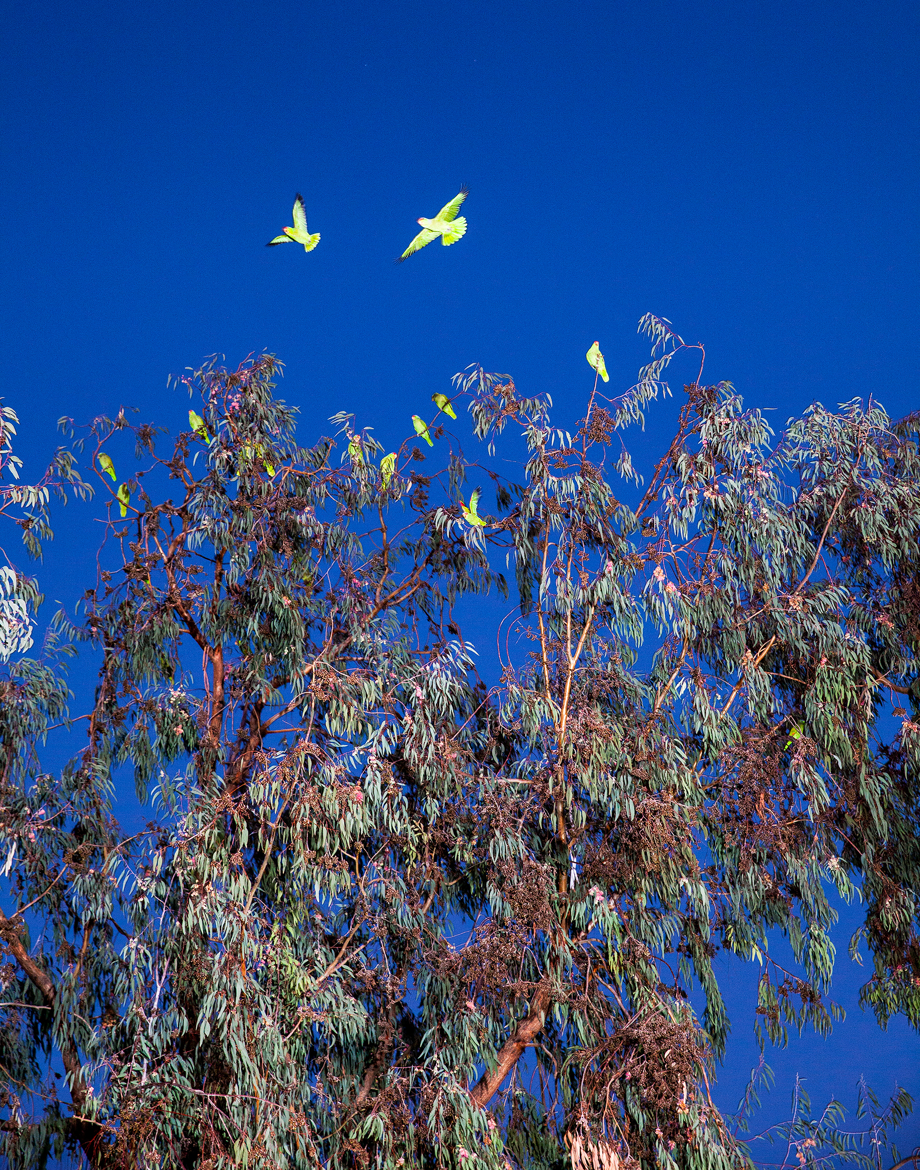 A flock of wild Amazons settles into a eucalyptus tree. Tom Fowlks