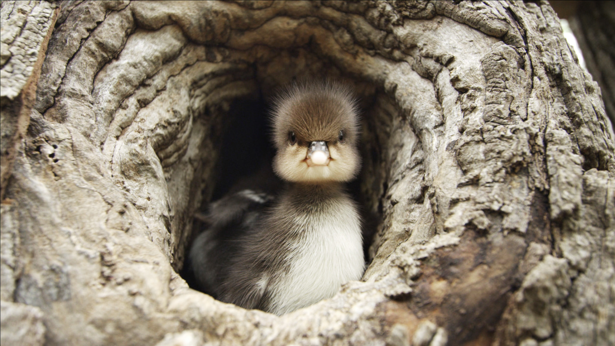 Birds Take Center Stage In Nature s Animal Homes Audubon
