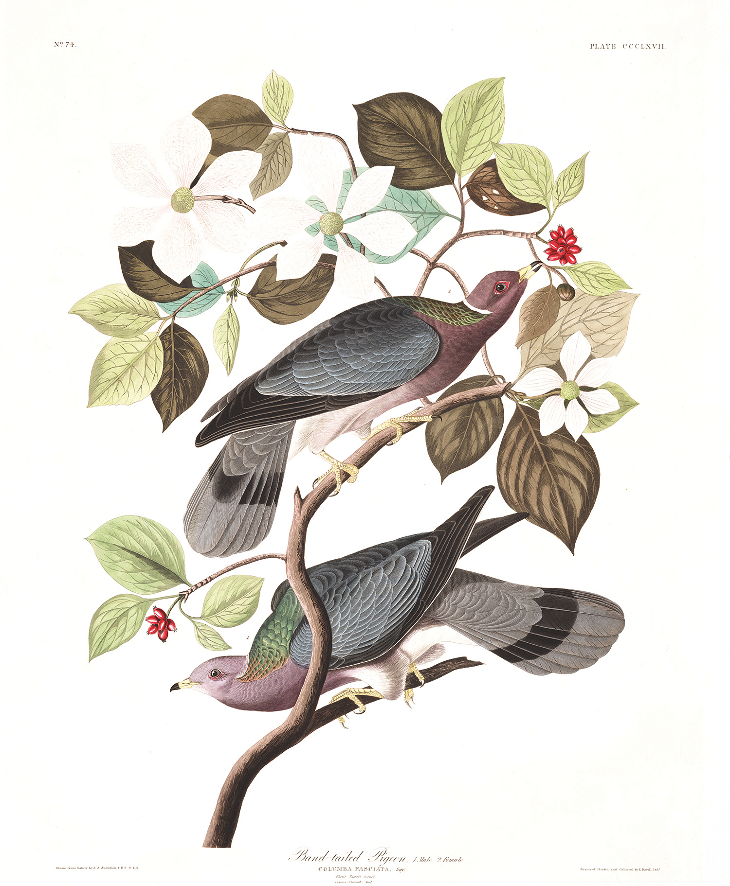 Illustration: John James Audubon