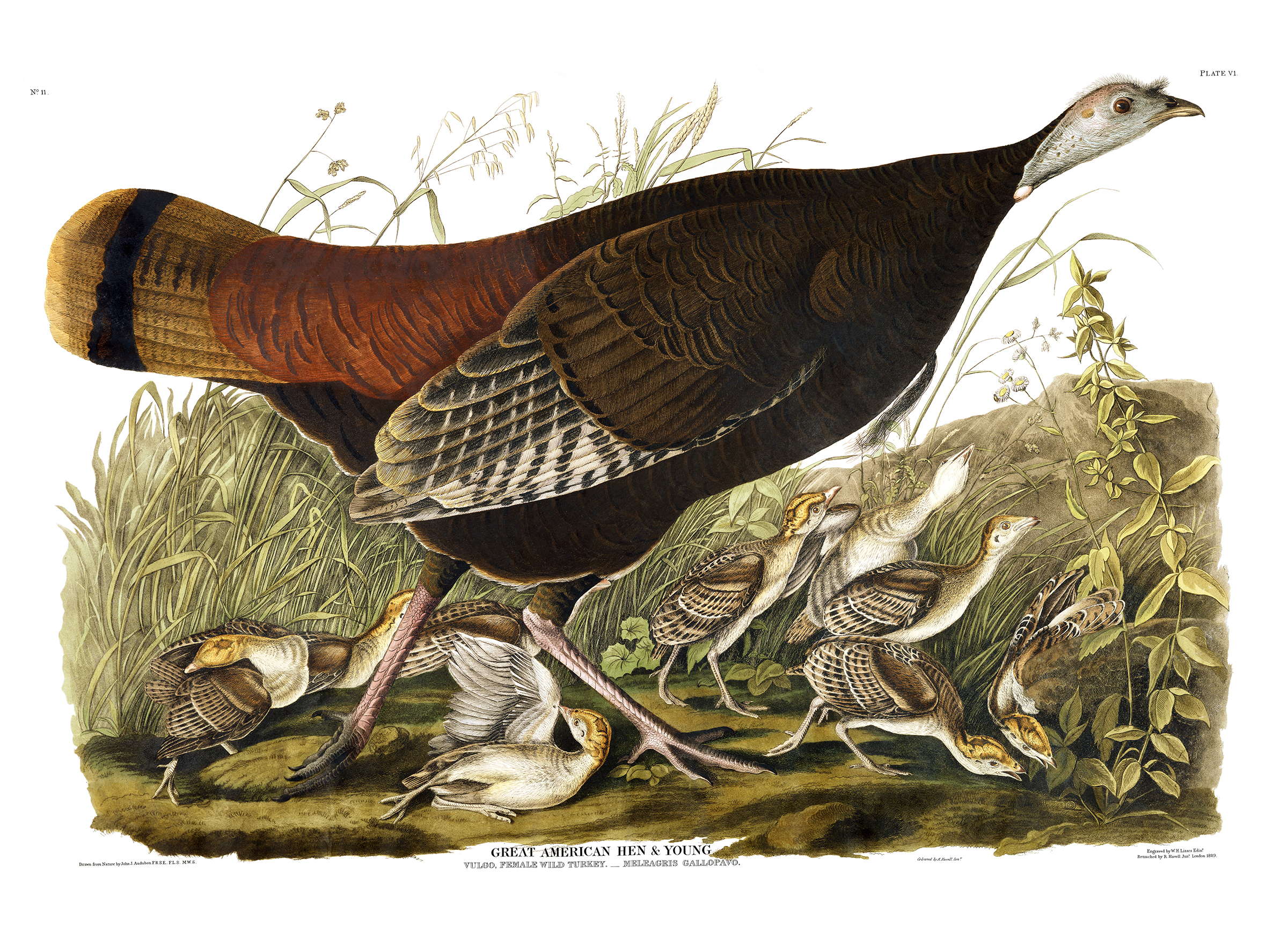 Illustration: John James Audubon