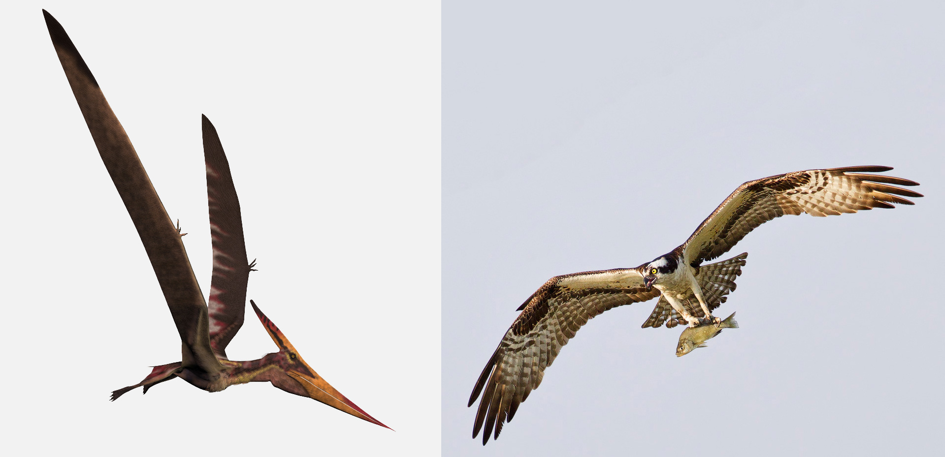 Pteranodon and Osprey. Illustration: Stocktrek Images, Inc./Alamy, photo: Nick Palmieri/Audubon Photography Awards