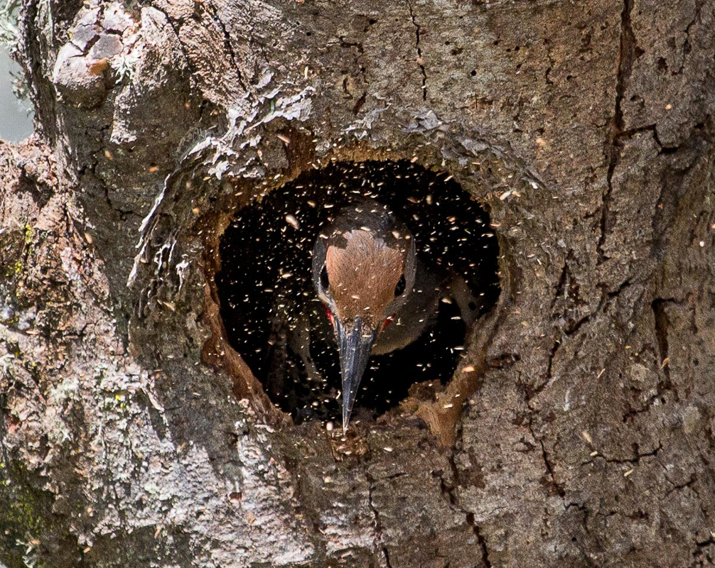 Northern Flicker. Richard Derevan/Audubon Photography Awards