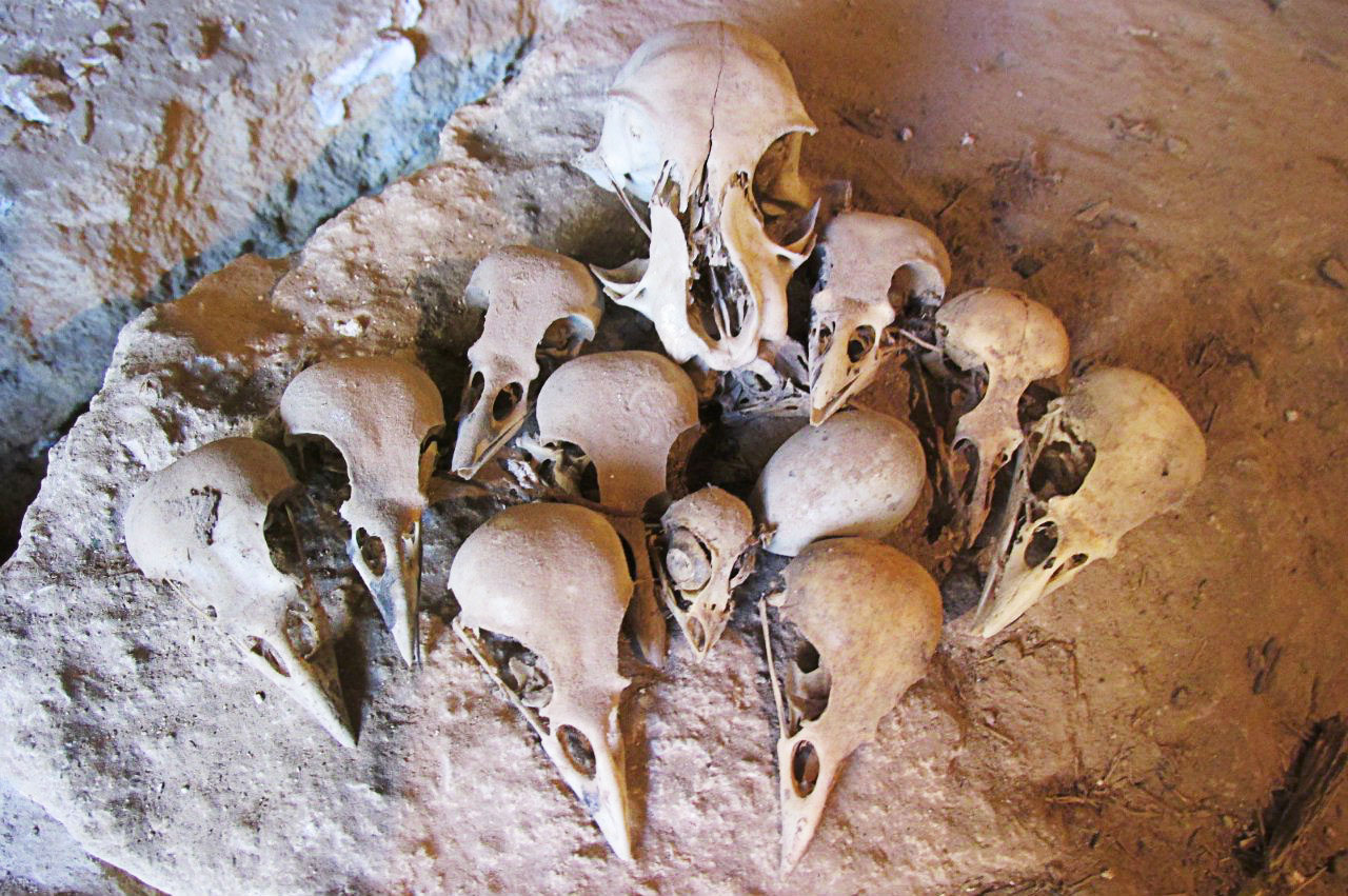 There were also a number of bird skulls amidst the historic documents. Courtesy of Zvenigorod Historical and Architectural Museum