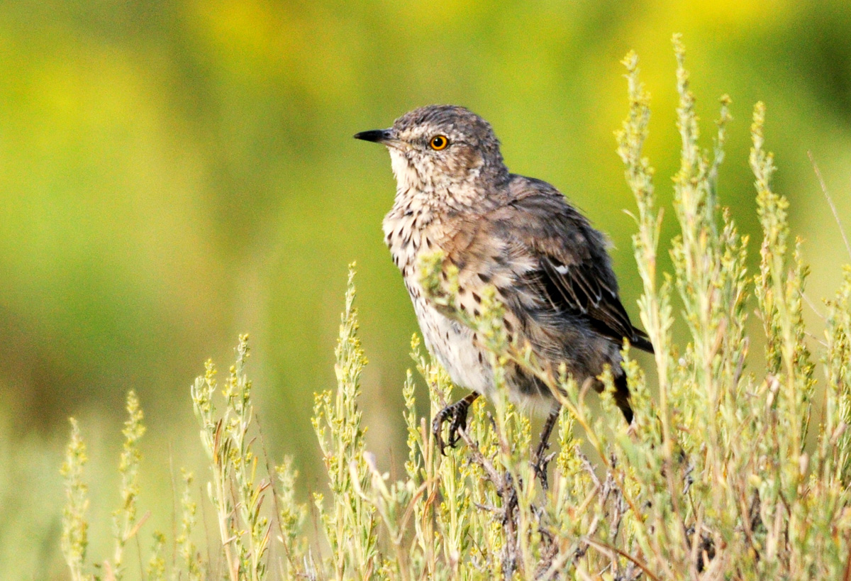 Sage Thrasher. Tom Koerner/USFWS