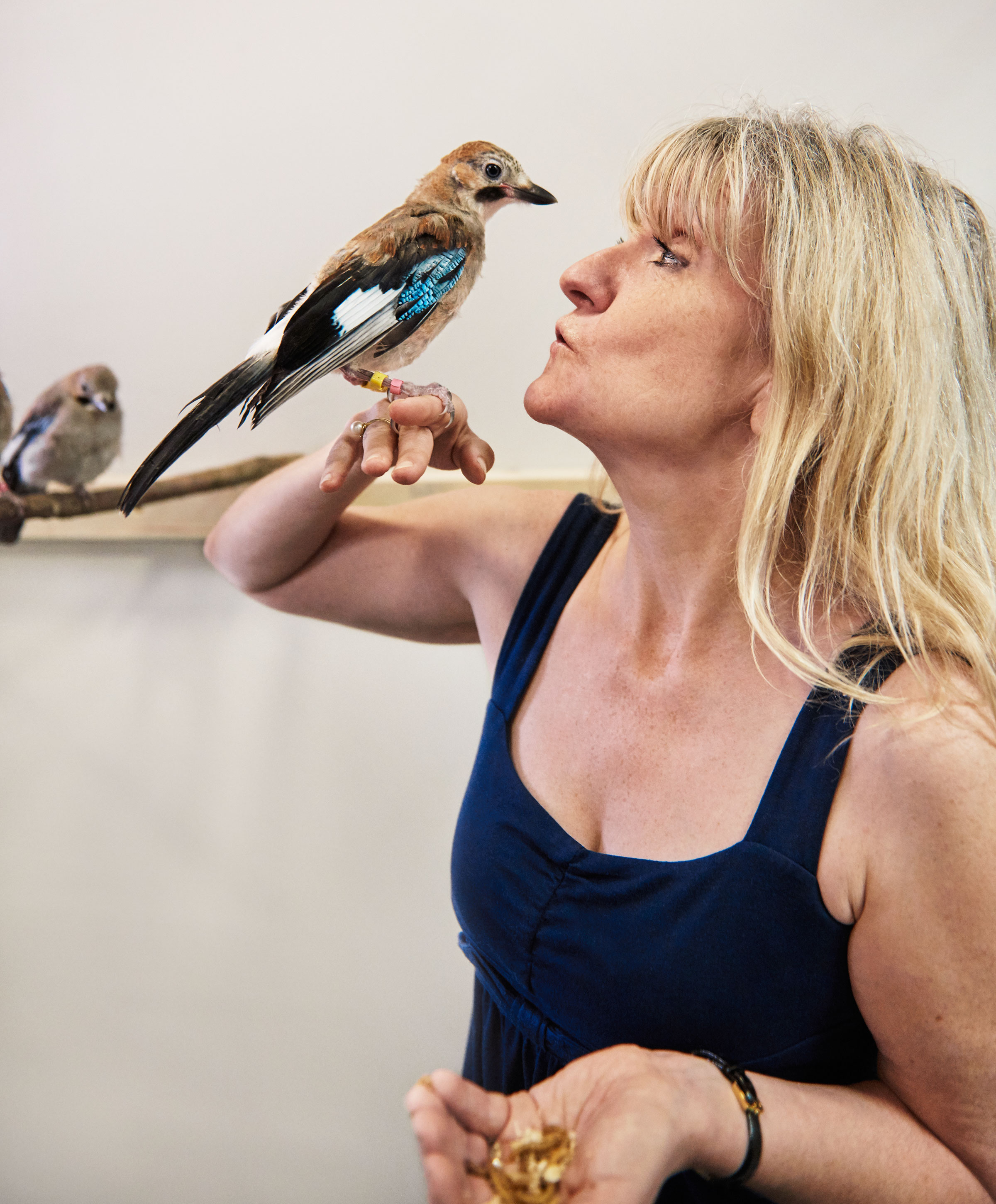 Researcher Nicky Clayton runs behavioral experiments with captive Eurasian Jays in the aviaries at Cambridge University. Her research has vastly expanded scientists' understanding of avian intelligence. Trevor Ray Hart
