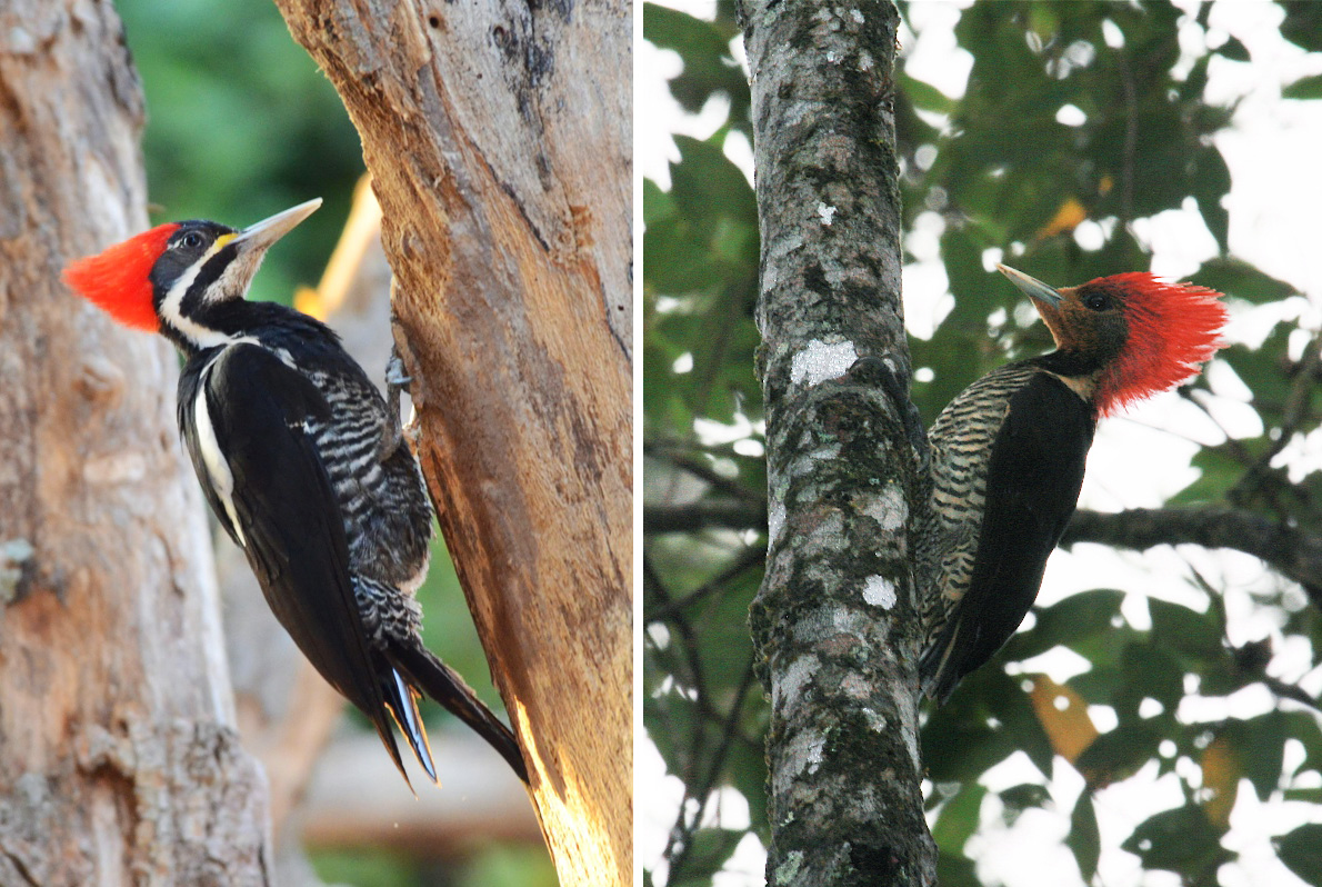 A Lineated Woodpecker (left) versus a Helmeted Woodpecker (right). The Helmeted has evolved to closely resemble the larger Lineated, even though the two aren't closely related. David Schenfeld/Flickr Creative Commons (left) and Kevin Zimmer (right)