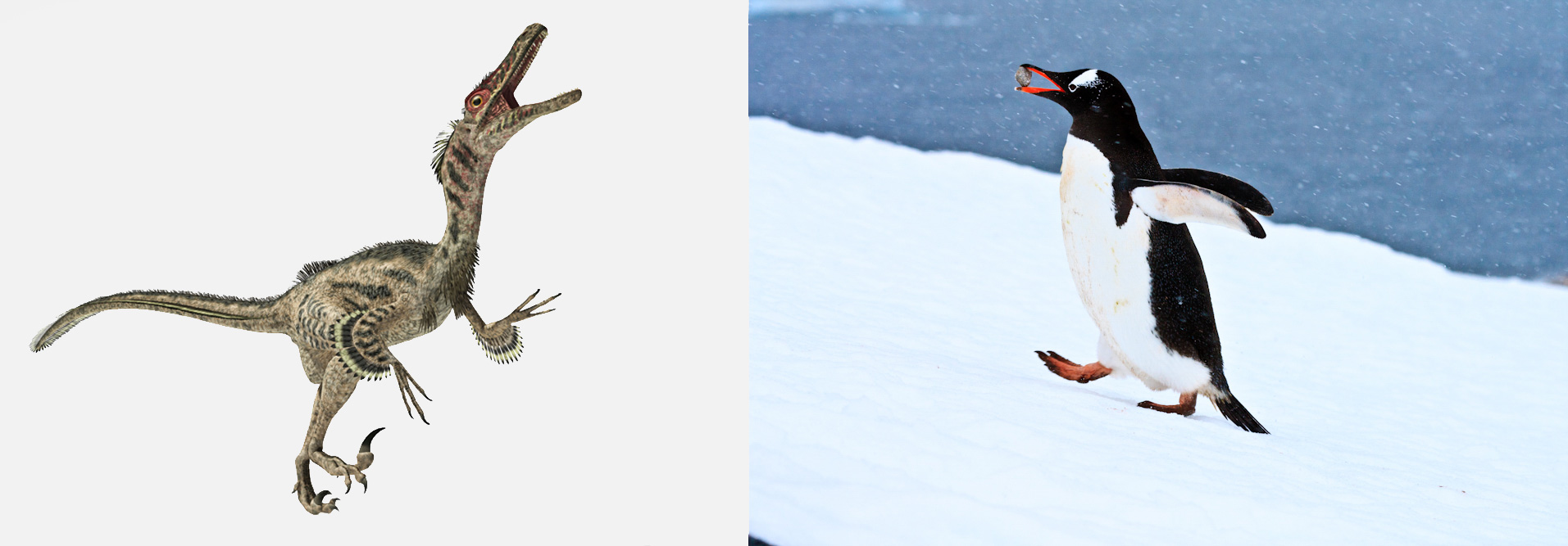 Velociraptor and Gentoo Penguin. Illustration: Stocktrek Images, Inc./Alamy, photo: Ken Zaremba/Audubon Photography Awards