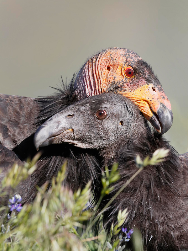 California Condors. Loi Nguyen/Audubon Photography Awards