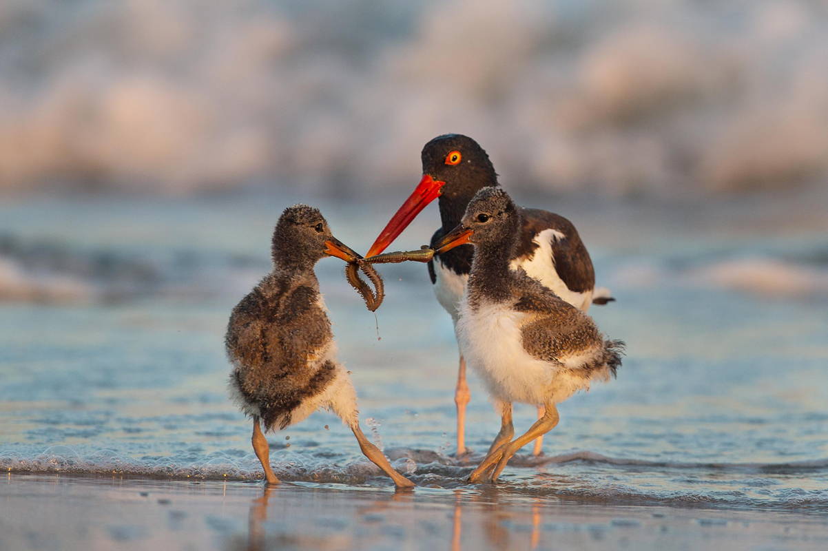 American Oystercatchers. Zachary Webster/Audubon Photography Awards