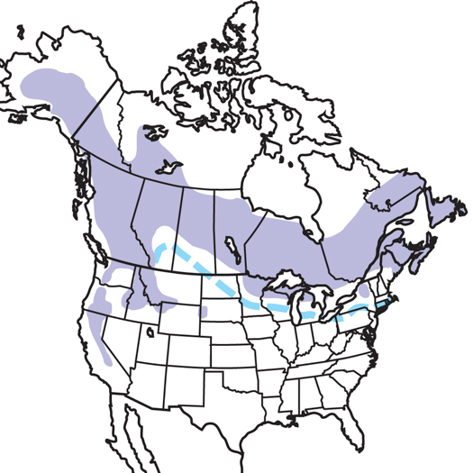 Black-backed Woodpecker | Audubon Field Guide