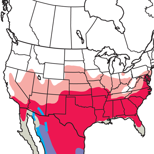 Blue Grosbeak Audubon Field Guide