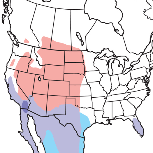 Burrowing Owl Audubon Field Guide