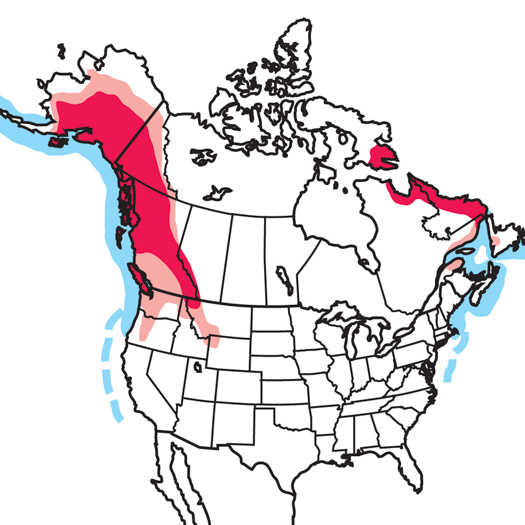 Harlequin Duck Audubon Field Guide