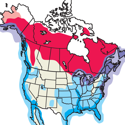 Herring Gull Audubon Field Guide