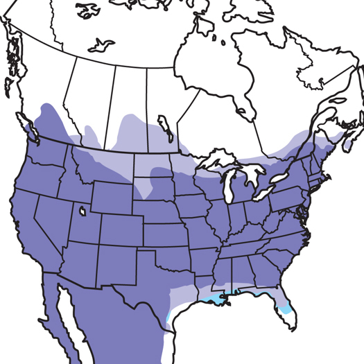 House Finch Audubon Field Guide