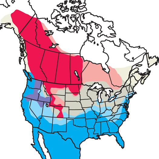 Lesser Scaup Audubon Field Guide