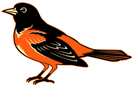 An older (better) Baltimore Oriole.
