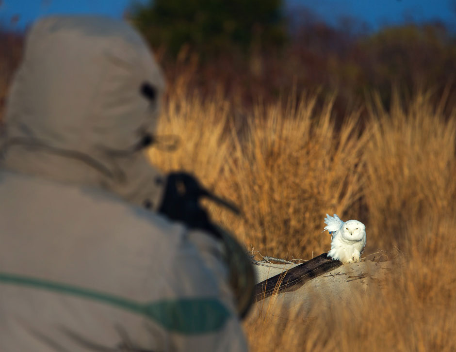 At Barnegat Light State Park, New Jersey, a photographer makes a close approach to a Snowy boldly sitting
on the beach. Jim Verhagen