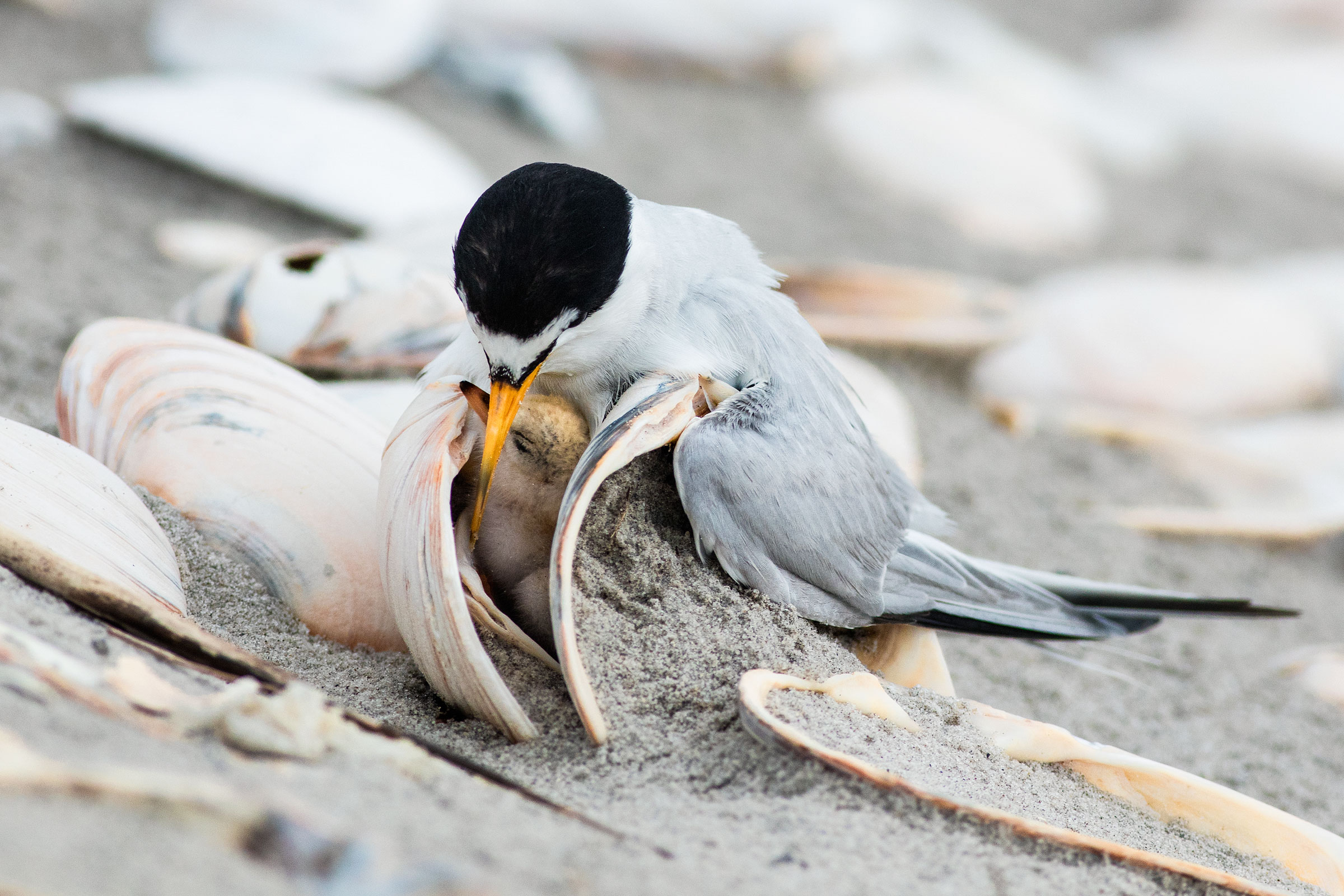 This Least Tern chick, nestled between shells, is unusual; more typically, chicks lay exposed on bare sand. Jim Verhagen