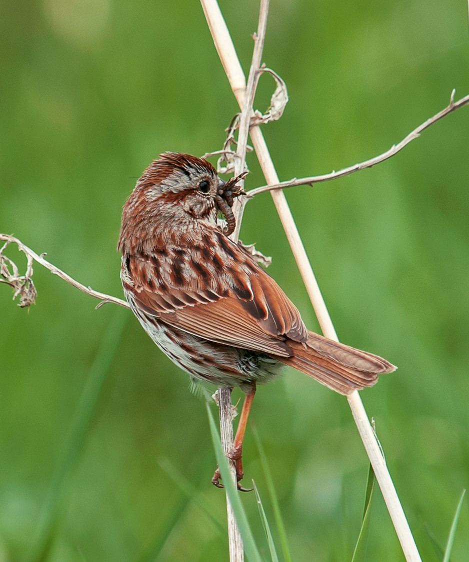 Song Sparrow Song Sparrow